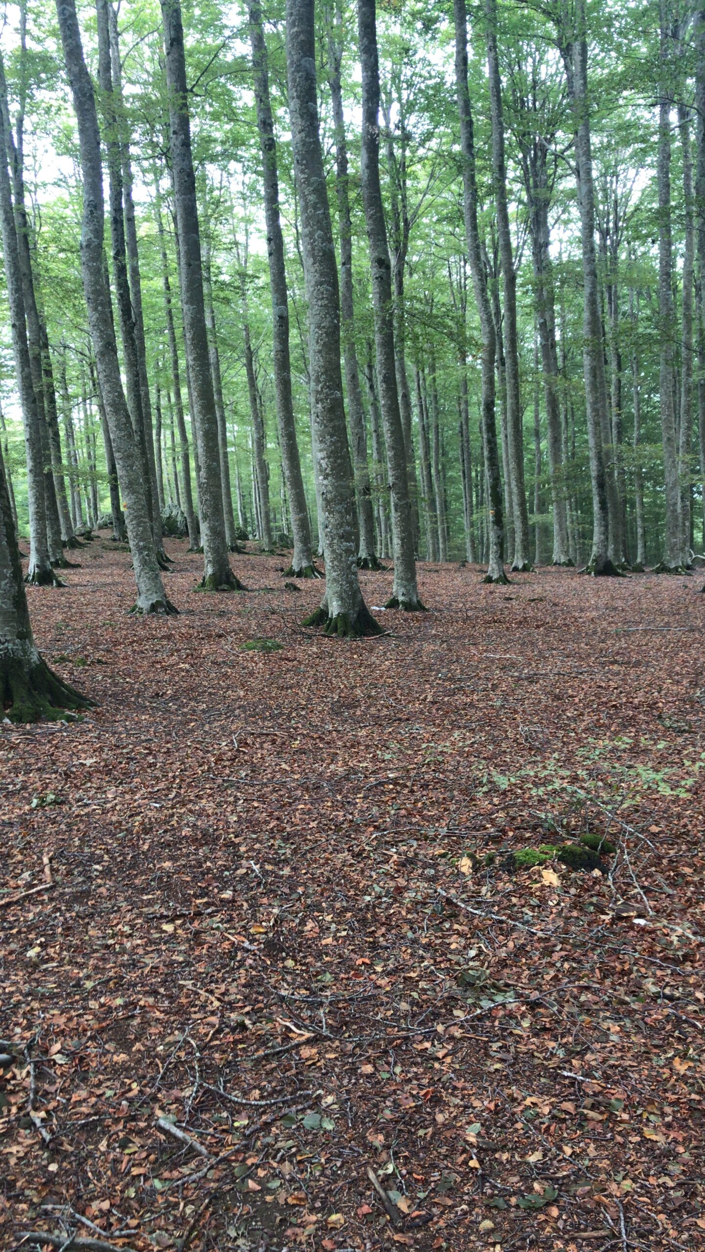 Esperienze faggeta monte amiata (2)